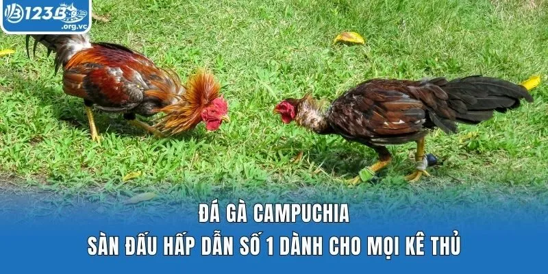Đá Gà Campuchia – Sàn Đấu Hấp Dẫn Số 1 Dành Cho Mọi Kê Thủ